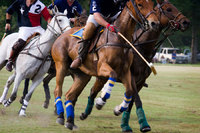 <span style="font-size:14px;">Polo Ponies
