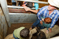 <span style="font-size:14px;">Mutton Busting 